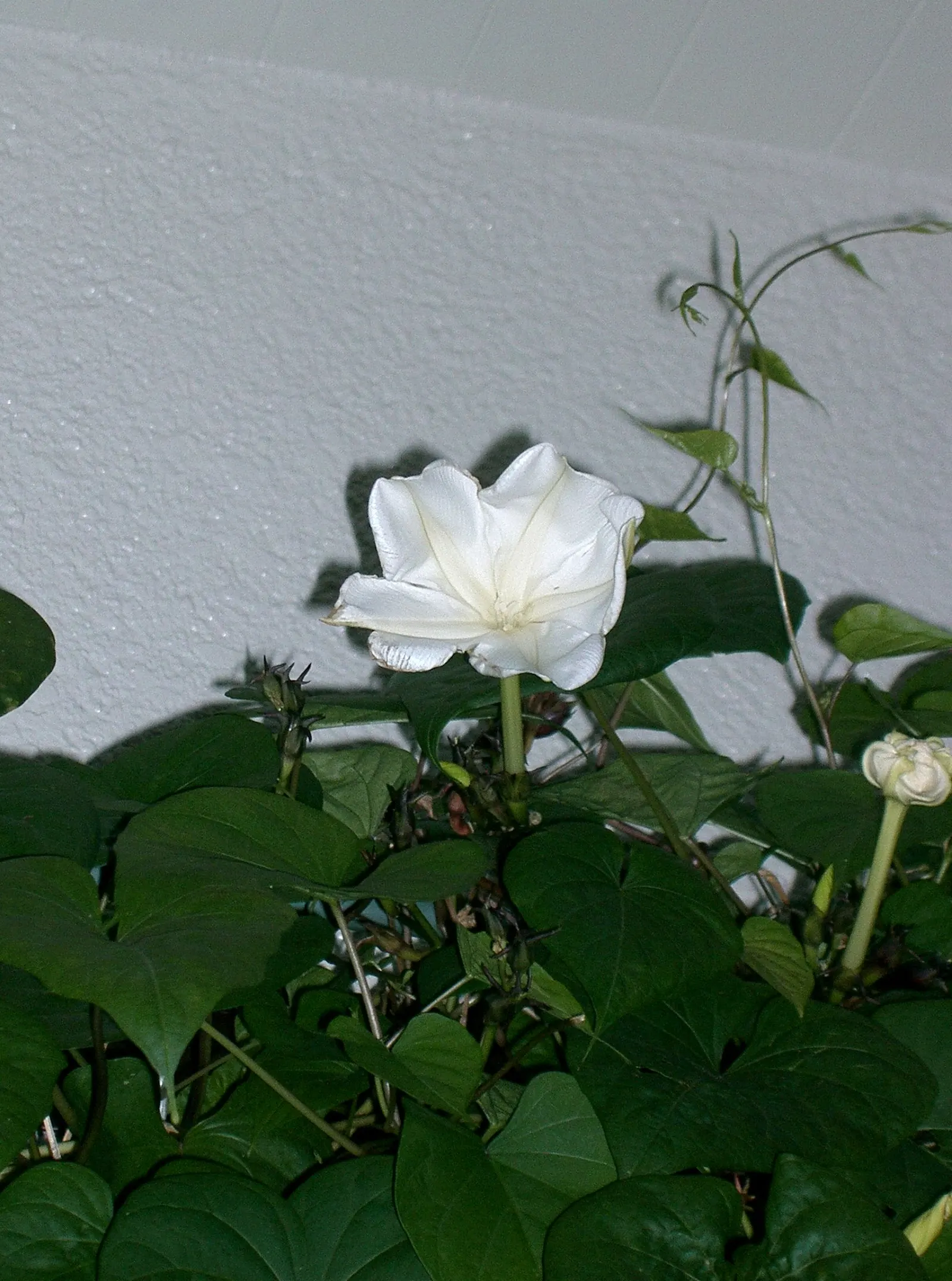 Moonflower (Ipomoea Alba) — lending a mystical ambiance to evening gardens; ipomoea alba, known as Moonflower, is a fast-growing vine reaching lengths up to 15