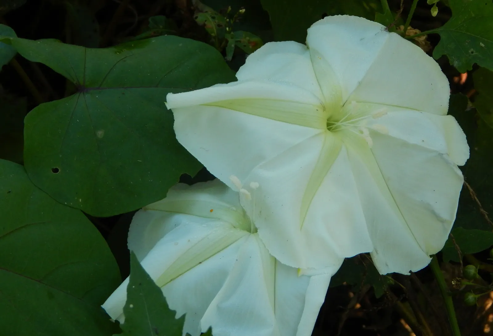 Moonflower (Ipomoea Alba) — In addition to their visual allure; this vigorous twining vine can reach heights of 10 to 15 feet