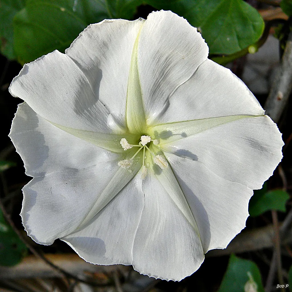 Moonflower (Ipomoea Alba) — lending a mystical ambiance to evening gardens; ipomoea alba, known as Moonflower, is a fast-growing vine reaching, image 52