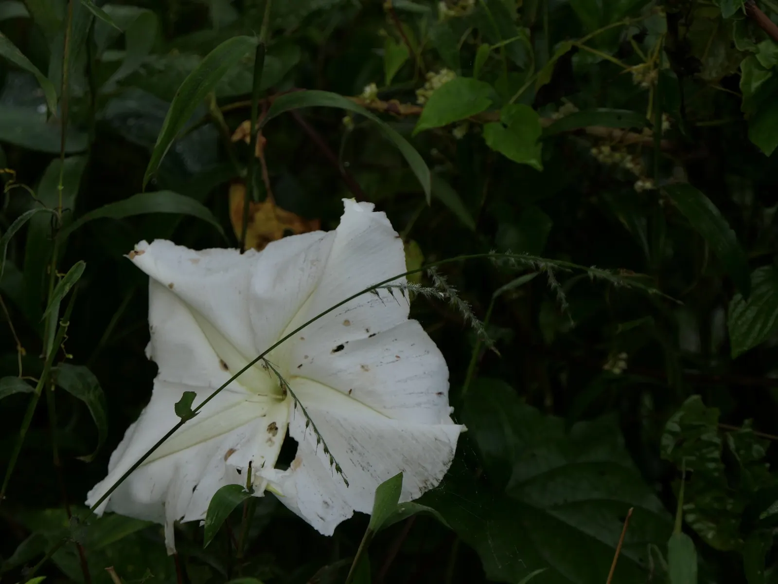 Moonflower (Ipomoea Alba) — Ipomoea alba, known as Moonflower, is a fast-growing vine reaching lengths up to 15 feet; lending a mystical ambiance, image 49