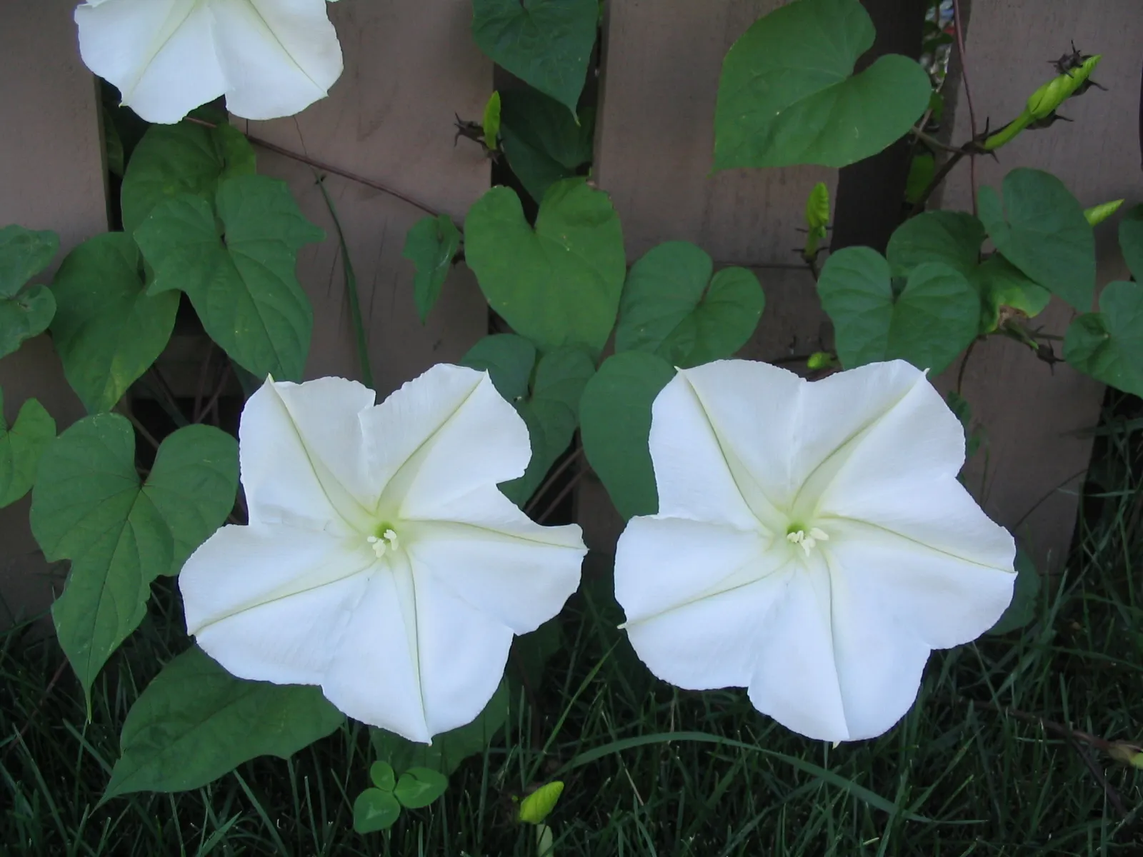 Moonflower (Ipomoea Alba) — these trumpet-shaped blossoms emit a subtle; the Moonflower requires well-draining soil with moderate moisture