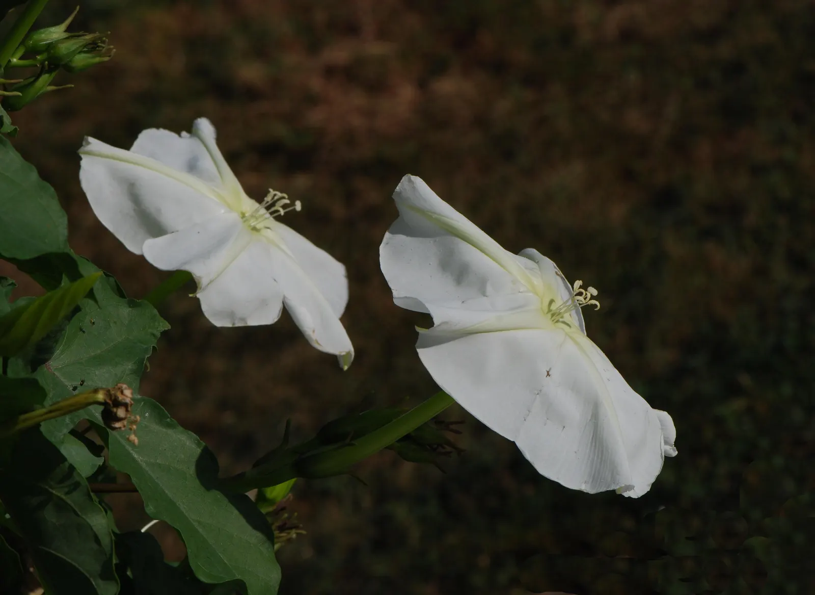 Moonflower (Ipomoea Alba) — this annual prefers a full sun exposure but will tolerate light shade; excellent for trellises or fences, Moonflower attracts night