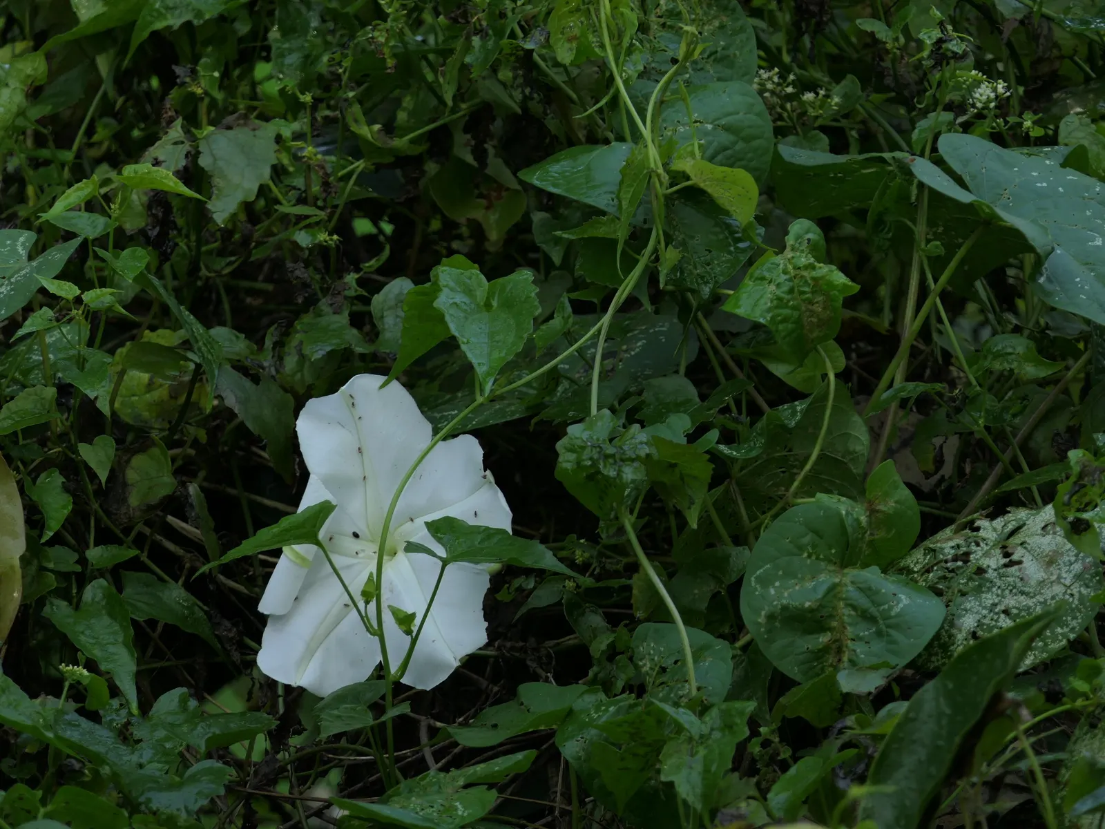 Moonflower (Ipomoea Alba) — This nocturnal bloomer unfurls fragrant; pure white flowers that can span 5 to 6 inches across, image 50