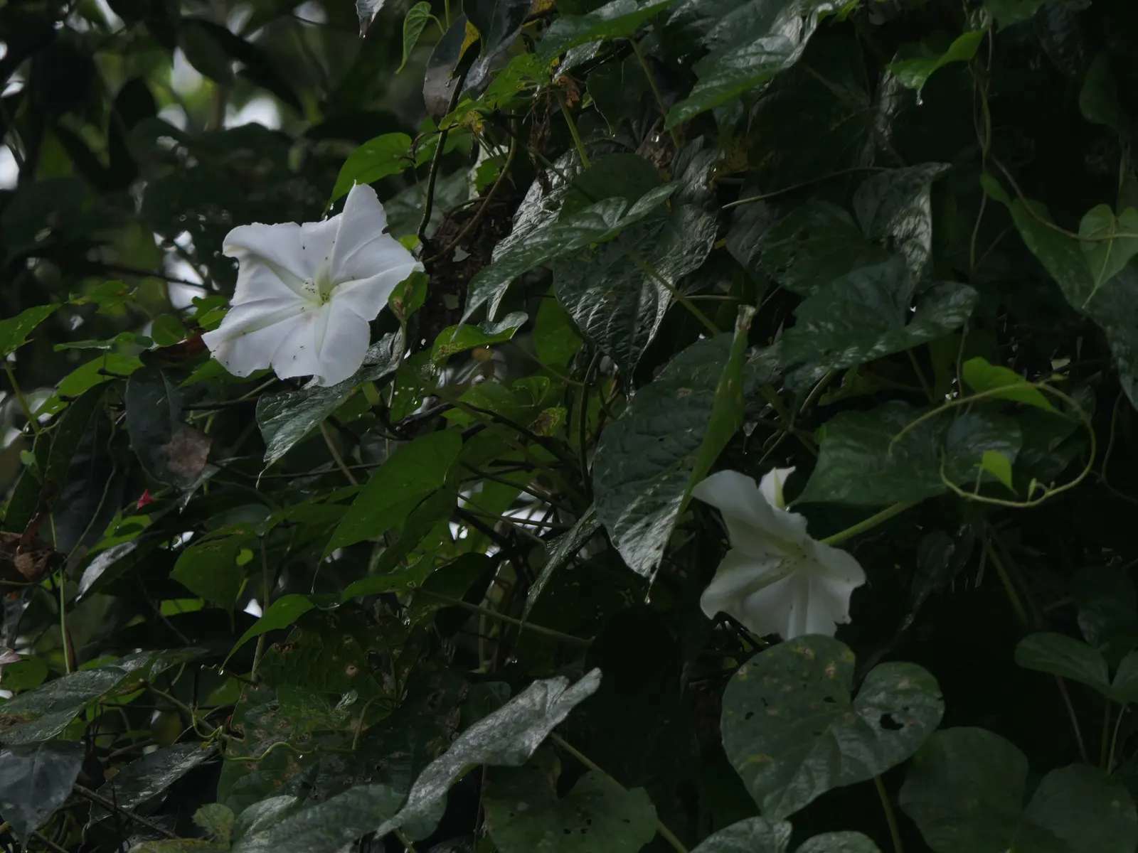 Moonflower (Ipomoea Alba) — sweet fragrance that intensifies at night; vine with white blooms