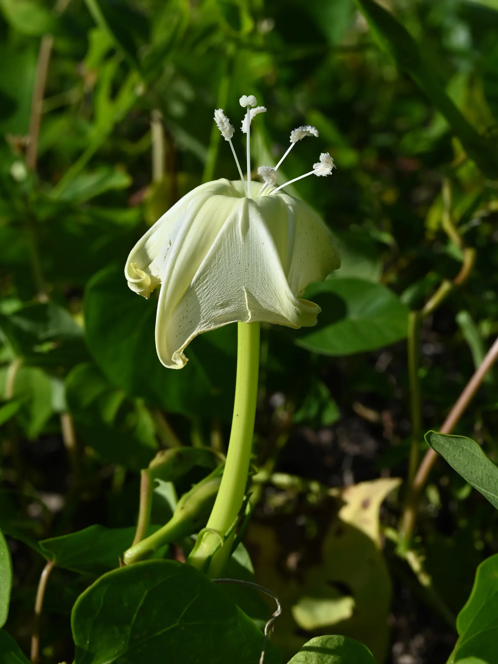 Moonflower (Ipomoea Alba) — is a captivating nocturnal bloomer perfect for clients seeking an evening garden spectacle; preferring well-drained, image 56