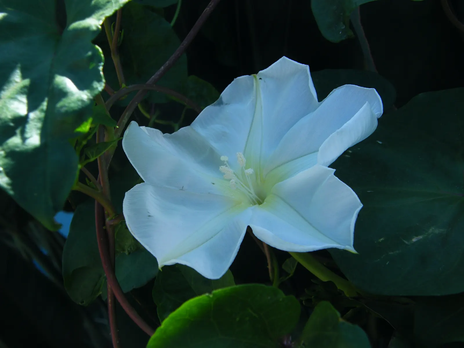 Moonflower (Ipomoea Alba) — so caution should be exercised in gardens frequented by pets or children