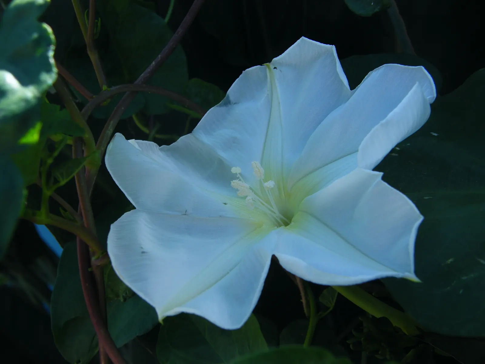 Moonflower (Ipomoea Alba) — it's easily managed with pruning and provides instant charm as it covers arbors