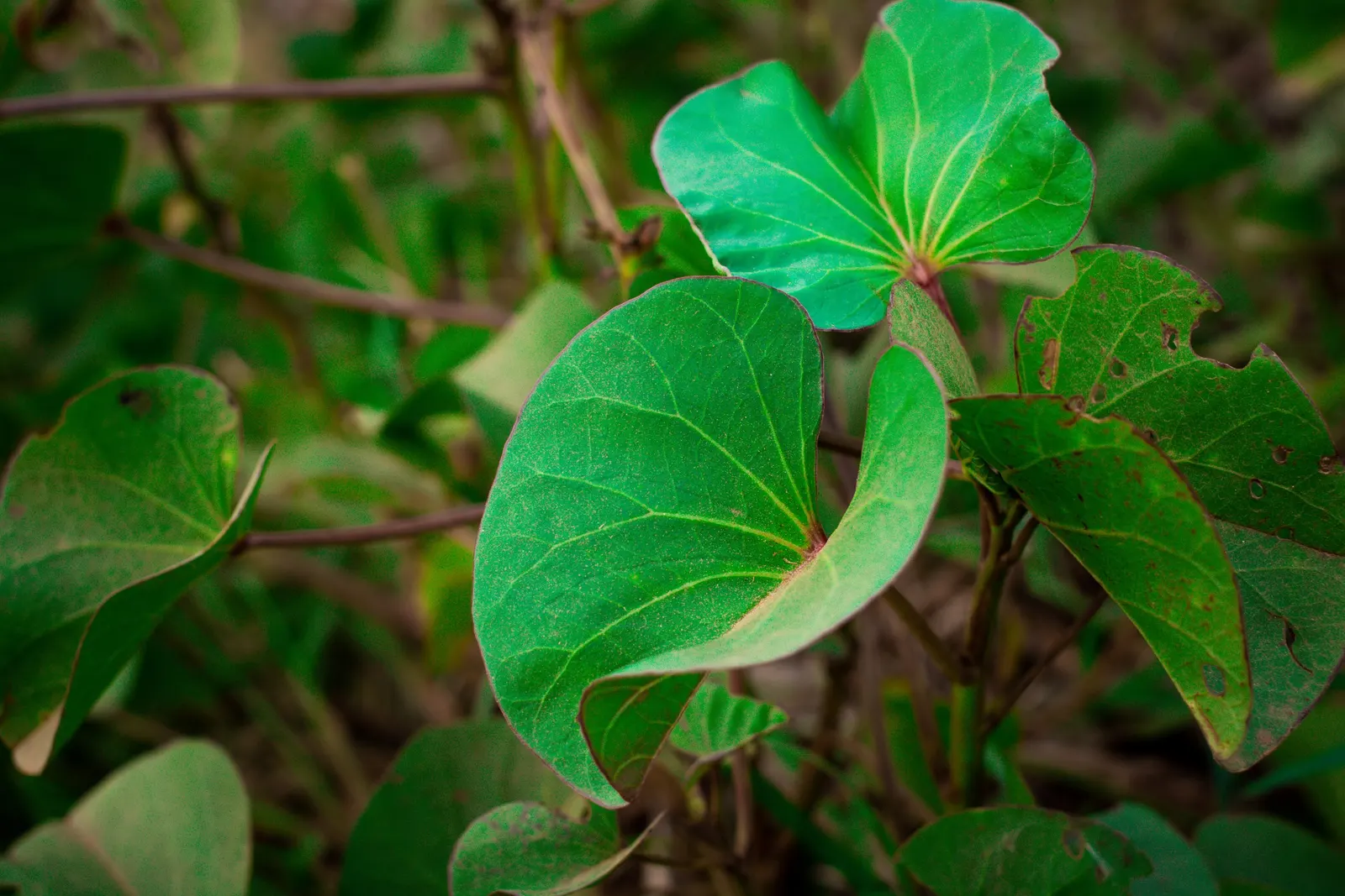 Moonflower (Ipomoea Alba) — This vigorous twining vine can reach heights of 10 to 15 feet; in addition to their visual allure, image 57