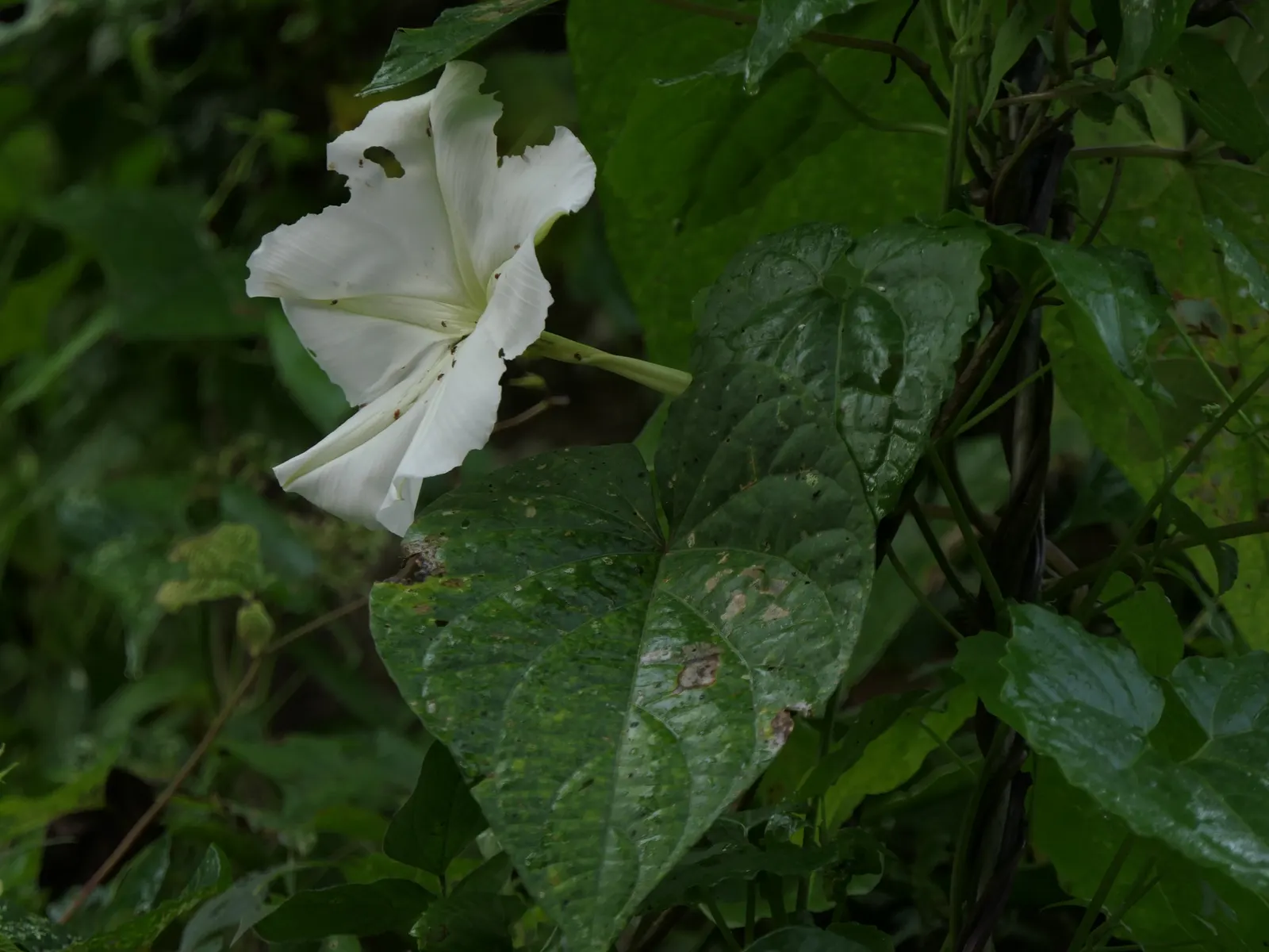 Moonflower (Ipomoea Alba) — or fences.<br><br>It's important to note that all parts of the Moonflower are toxic if ingested; and occasionally more with proper