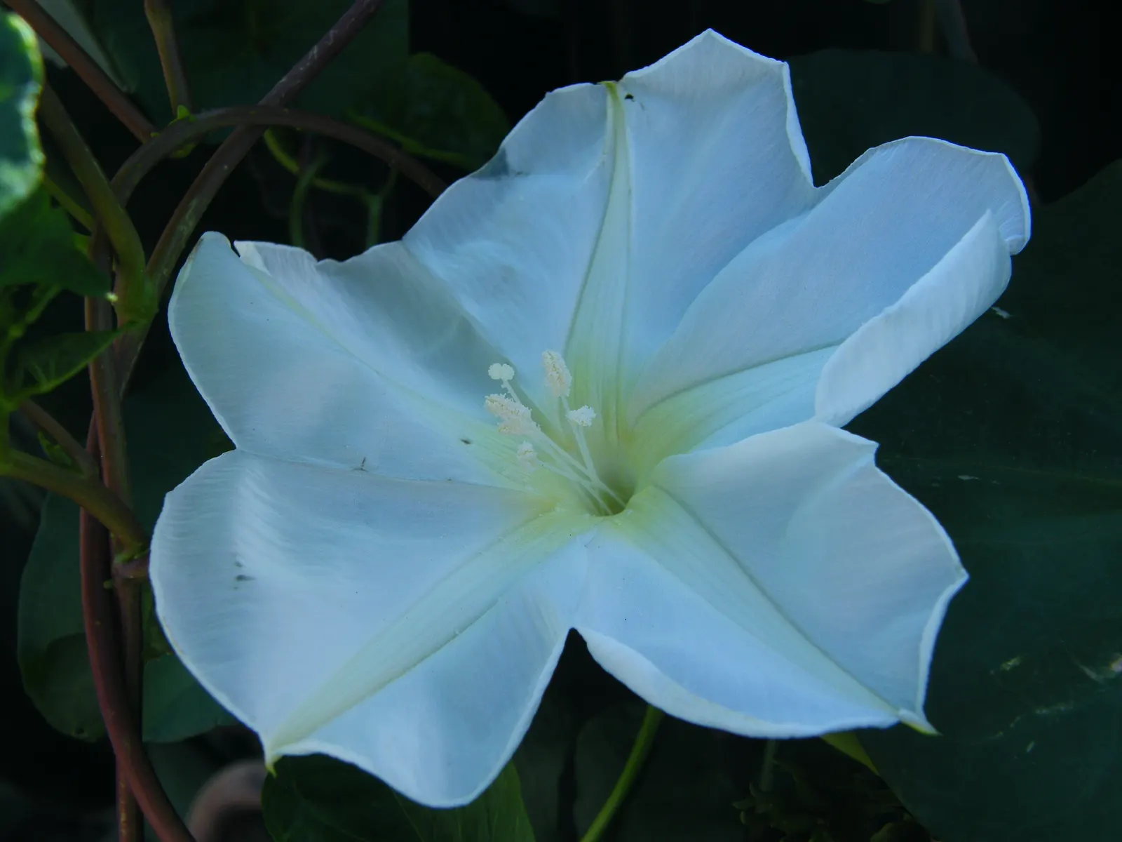 Moonflower (Ipomoea Alba) — Ipomoea alba, known as Moonflower, is a fast-growing vine reaching lengths up to 15 feet; lending a mystical ambiance to evening