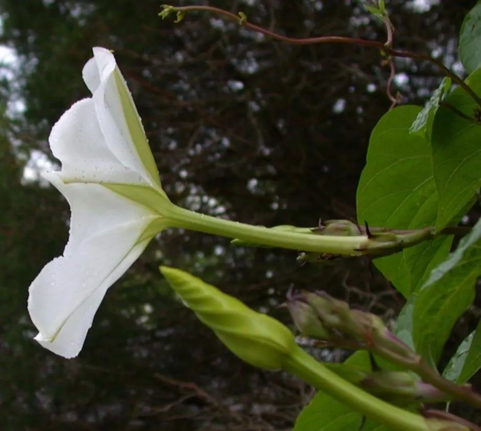 Moonflower (Ipomoea Alba) — scientifically known as Ipomoea alba; white flowers in the garden, image 55