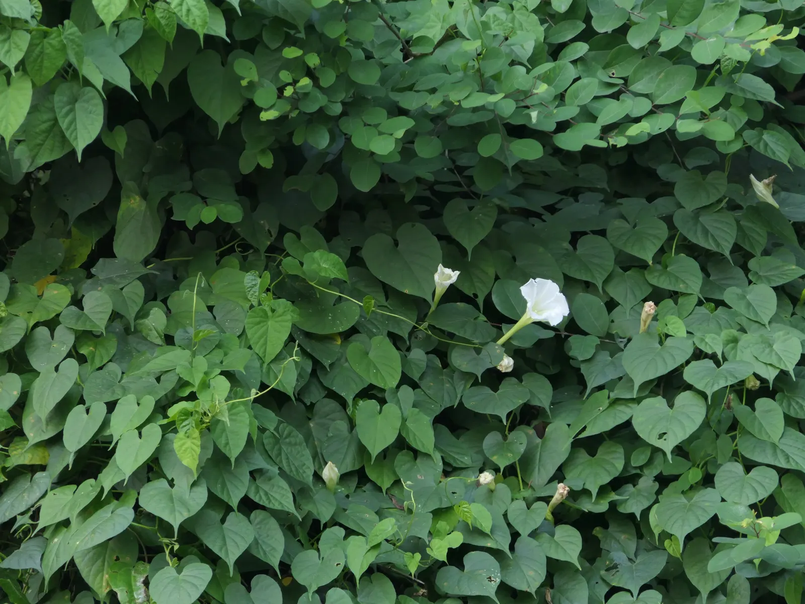 Moonflower (Ipomoea Alba) — it's easily managed with pruning and provides instant charm as it covers arbors; white blossoms up to 6 inches in diameter at dusk