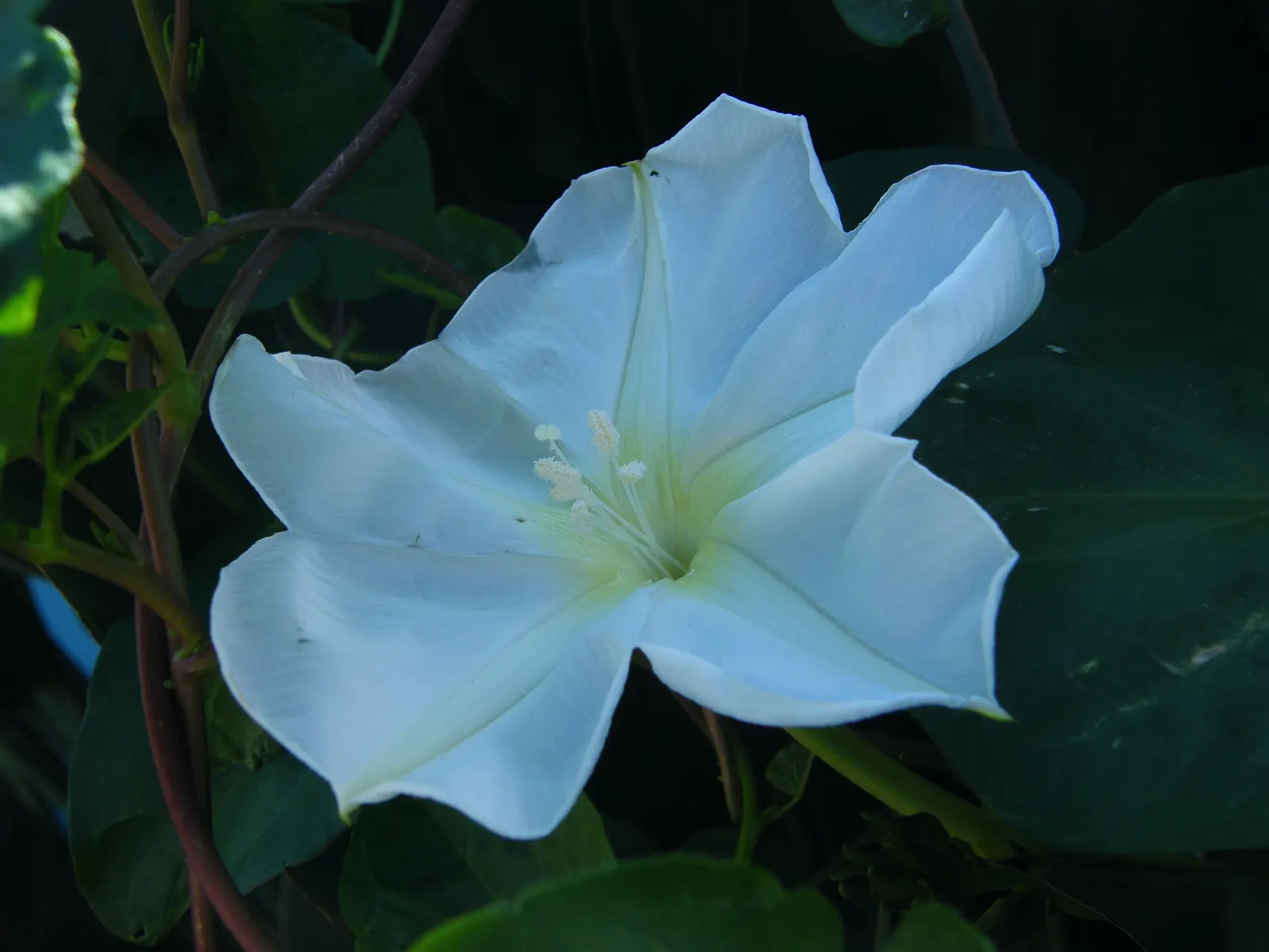 Moonflower (Ipomoea Alba) — sweet fragrance that intensifies at night