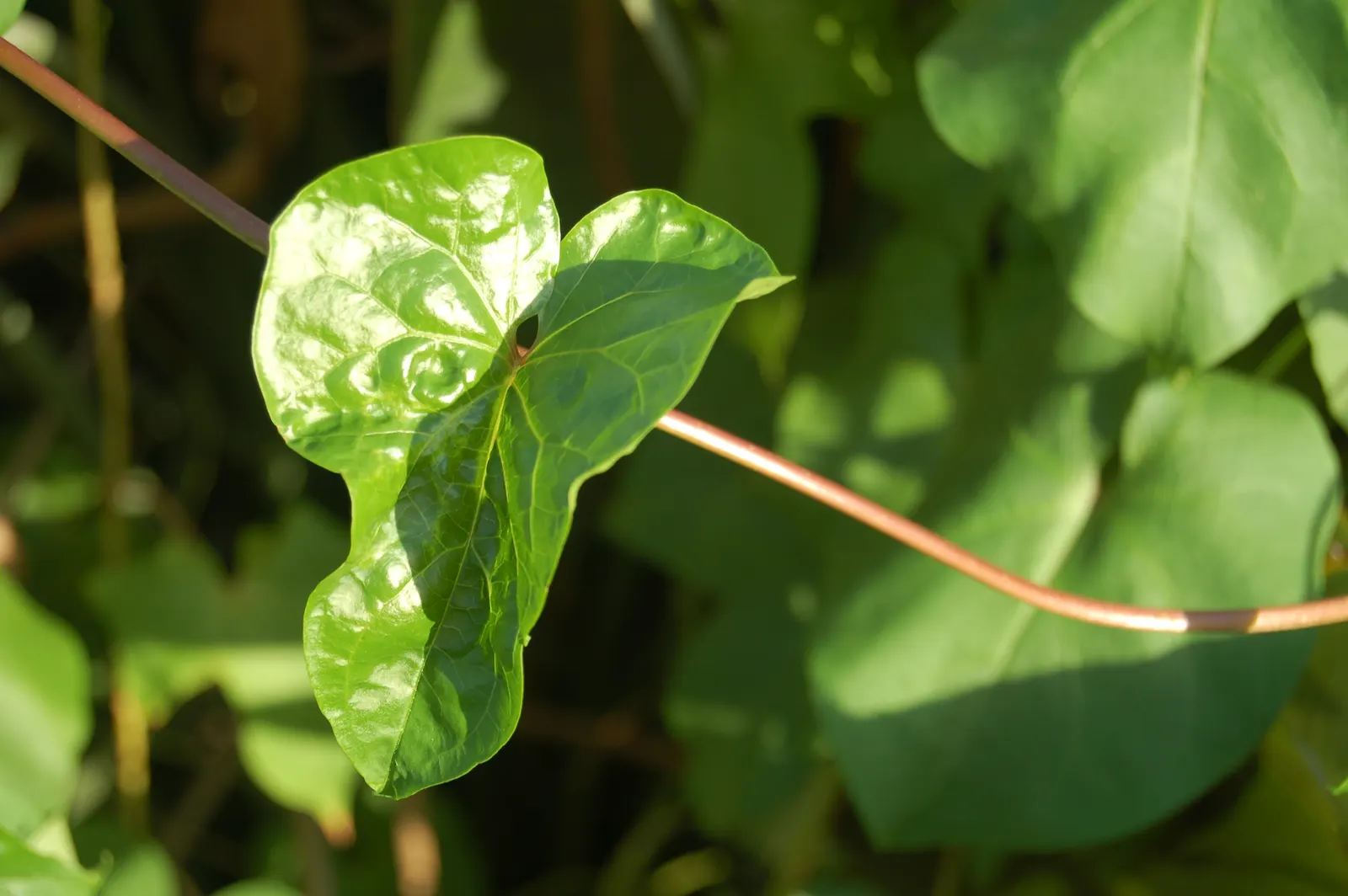 Moonflower (Ipomoea Alba) — In addition to their visual allure