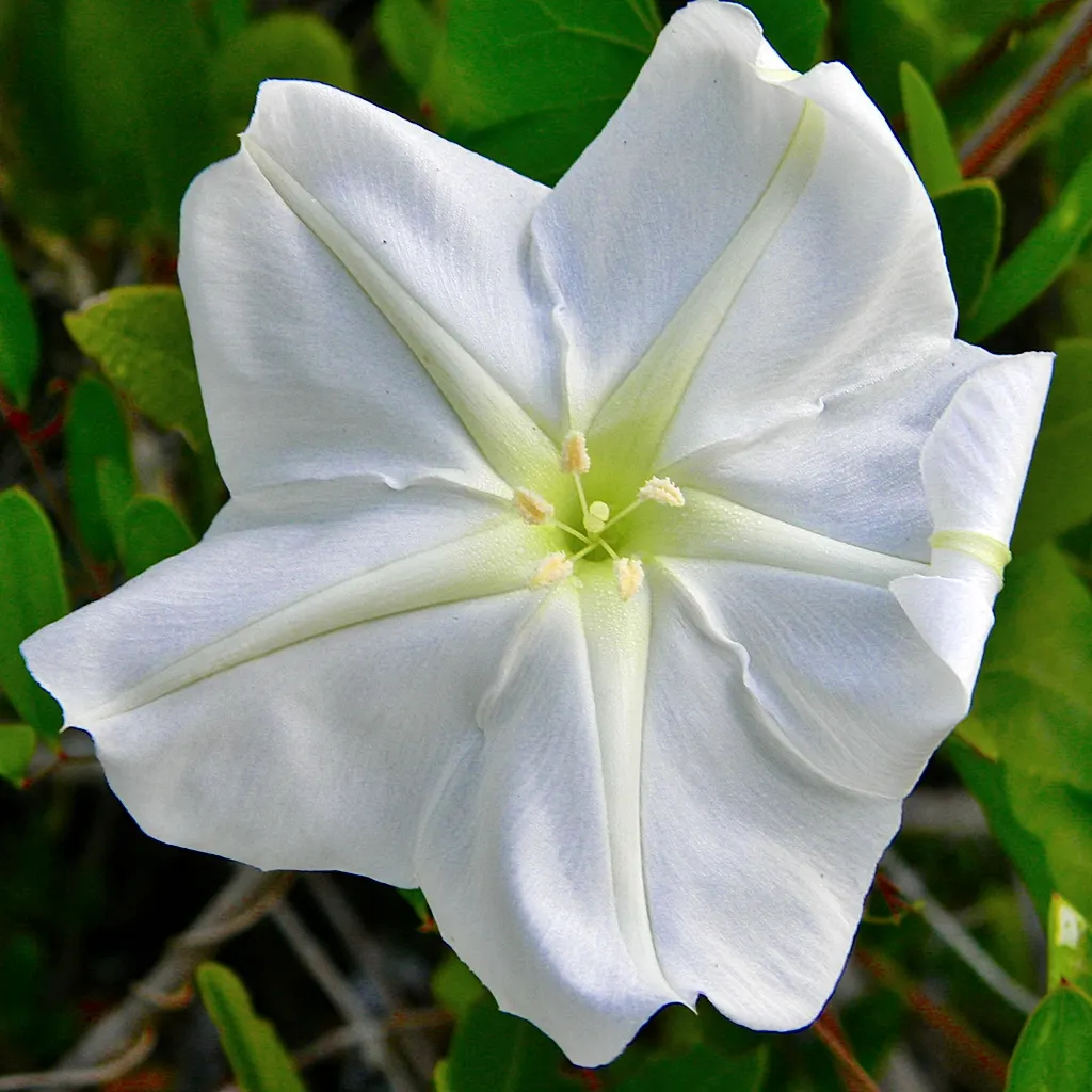 Moonflower (Ipomoea Alba) — vine for full; to maintain a neat appearance and encourage more blooms, deadhead spent flowers regularly