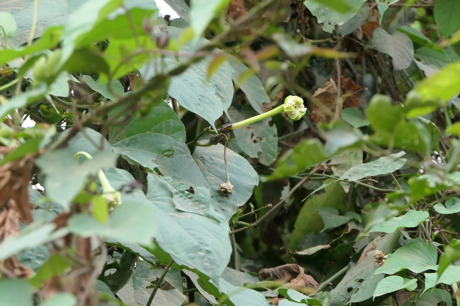 Moonflower (Ipomoea Alba) — white flowers in the garden; scientifically known as Ipomoea alba