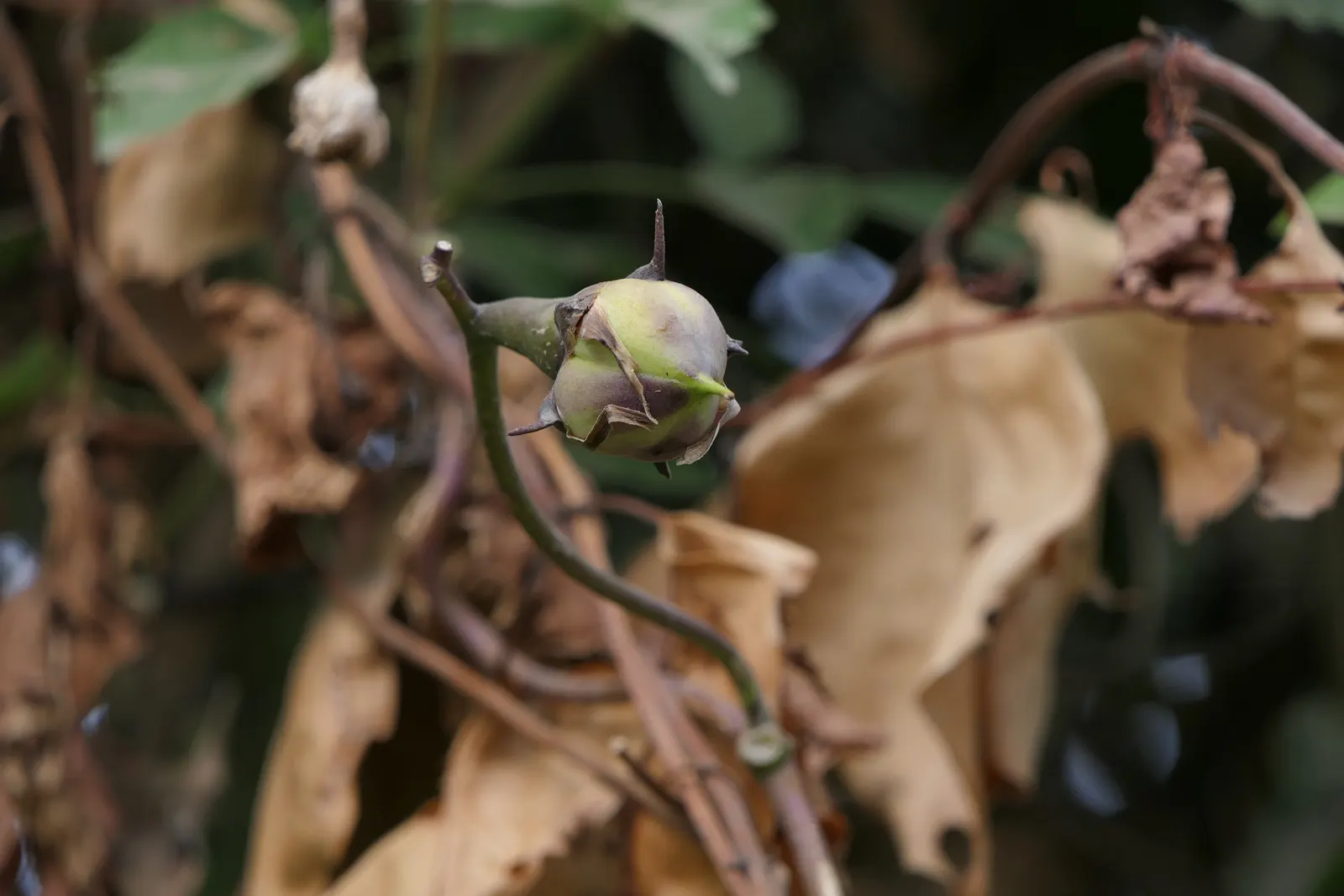 Moonflower (Ipomoea Alba) — so caution should be exercised in gardens frequented by pets or children; while it has a fast growth rate