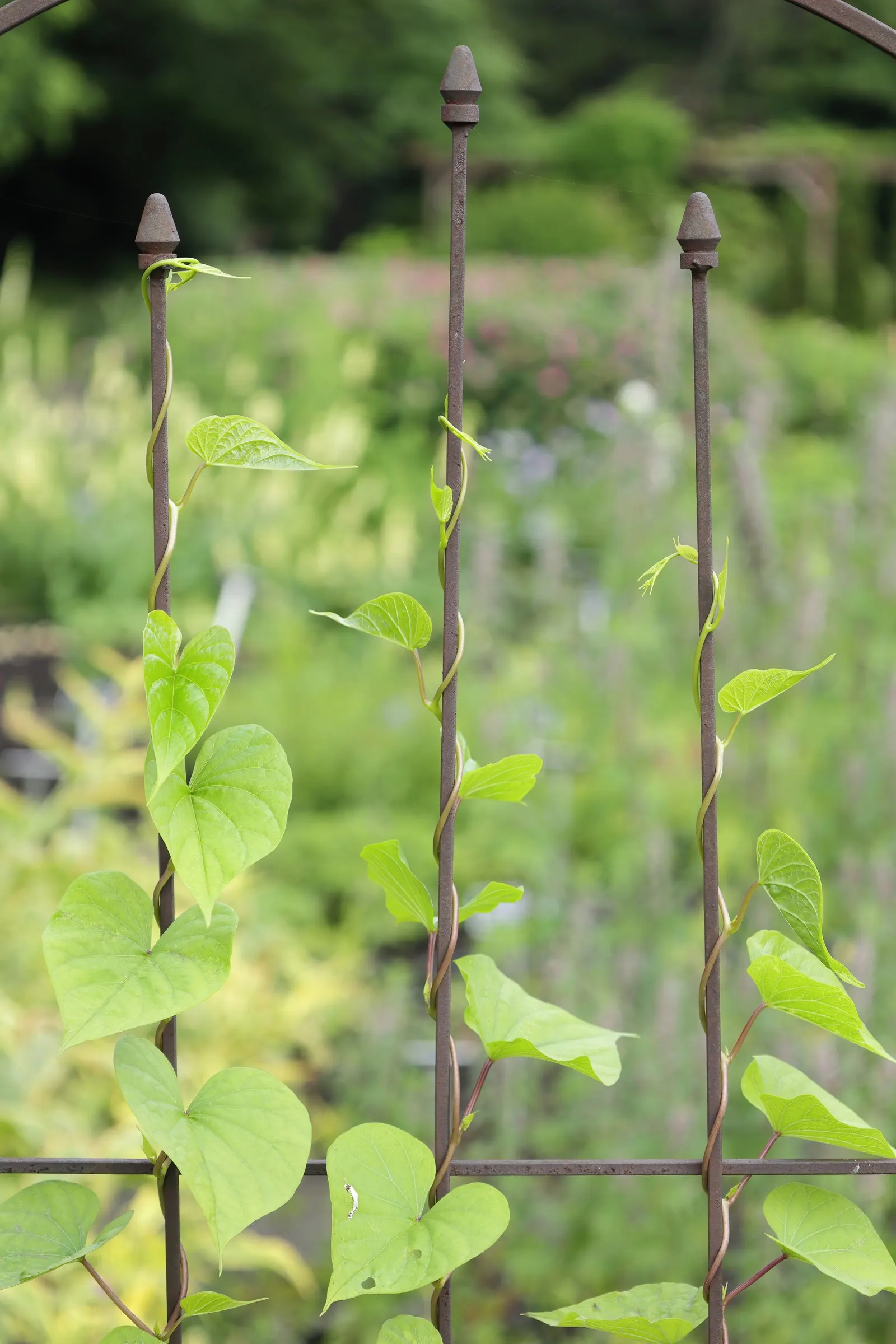 Moonflower (Ipomoea Alba) — Excellent for trellises or fences, Moonflower attracts night pollinators, adding dynamic life to the landscape; this annual prefers