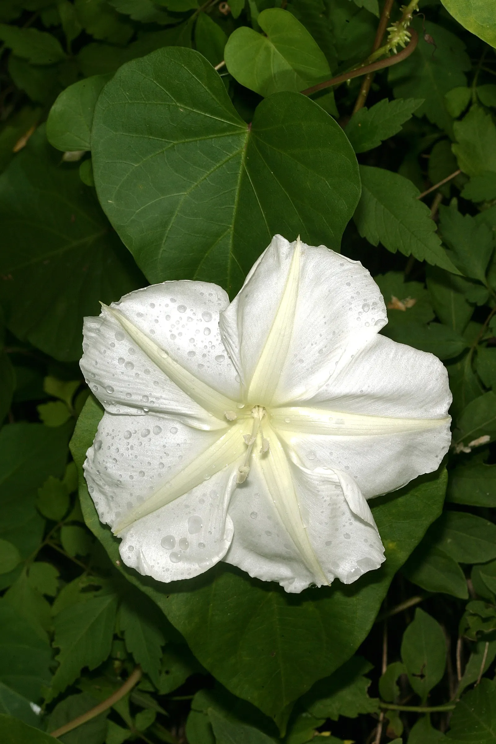 Moonflower (Ipomoea Alba) — white blossoms up to 6 inches in diameter at dusk; it's easily managed with pruning and provides instant charm as it covers arbors