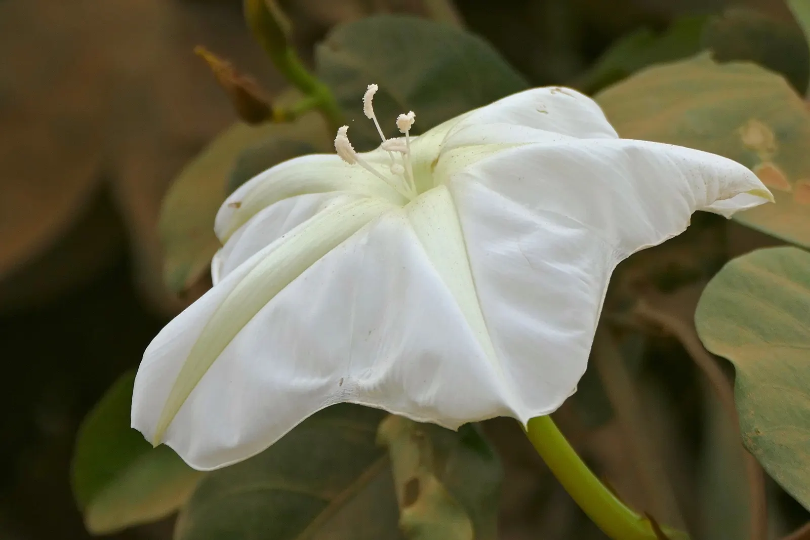 Moonflower (Ipomoea Alba) — Preferring well-drained soil, it thrives in USDA zones 10-12, with full sun to partial shade; is a captivating, image 53