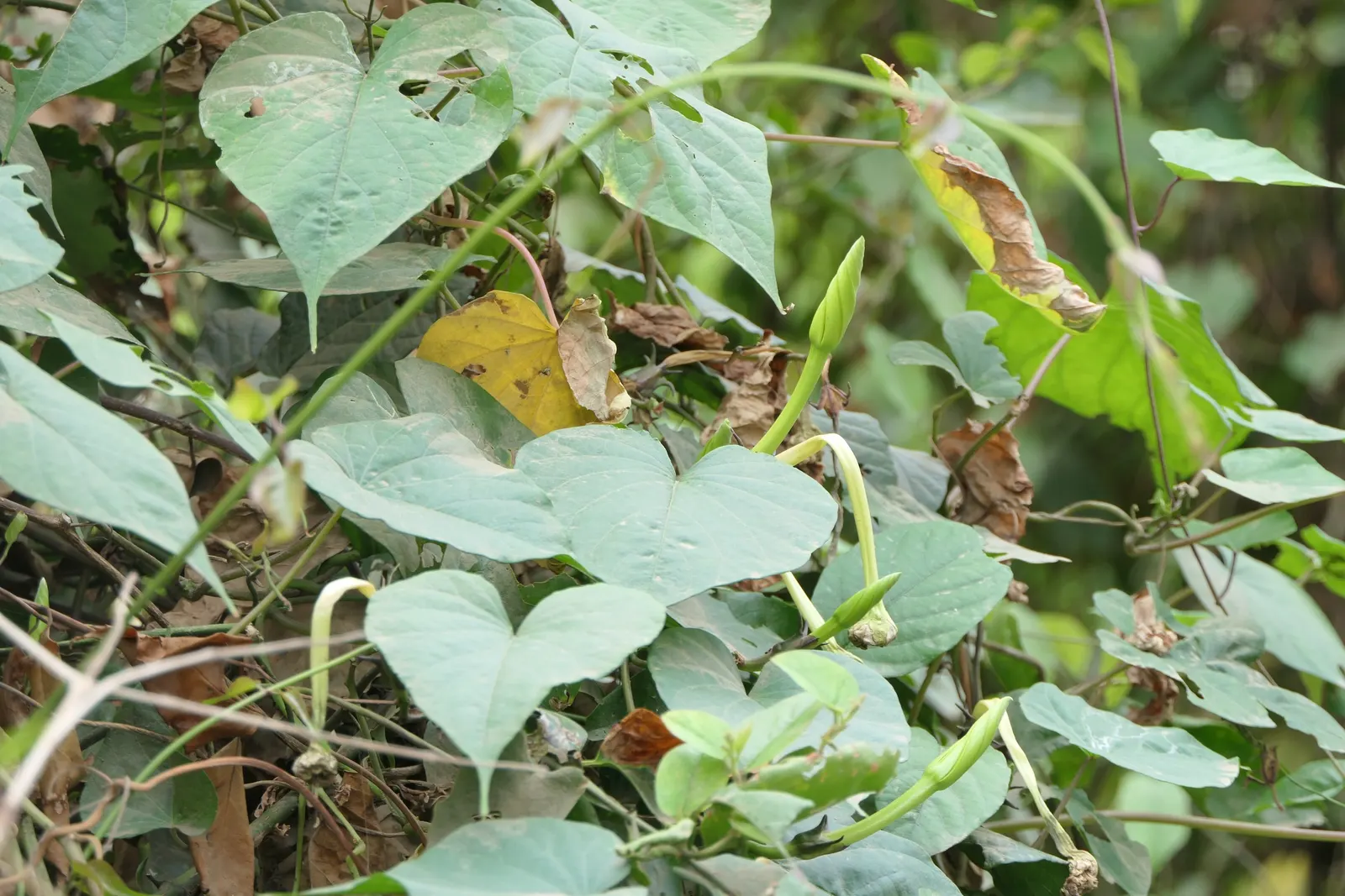 Moonflower (Ipomoea Alba) — vine for full