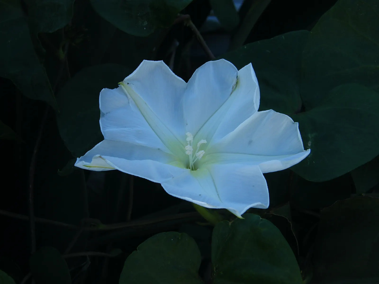 Moonflower (Ipomoea Alba) — or fences.<br><br>It's important to note that all parts of the Moonflower are toxic if ingested