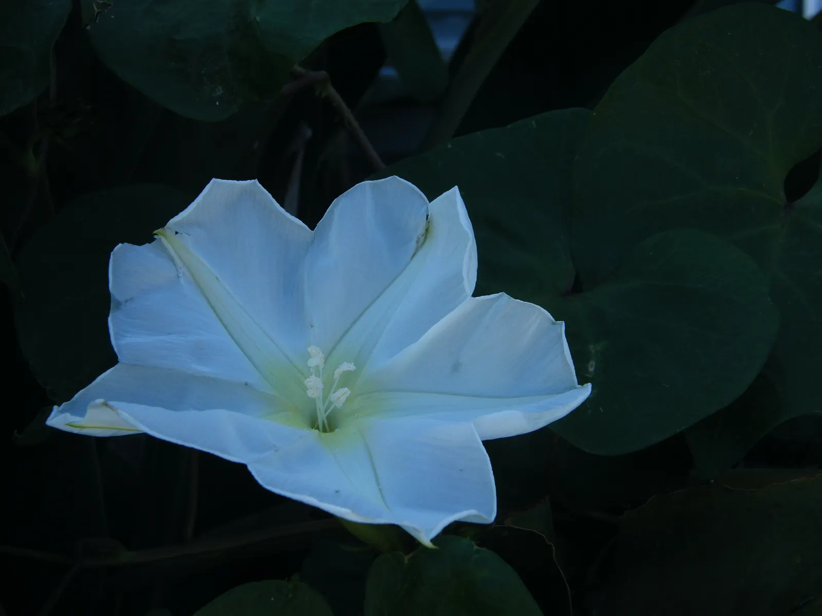 Moonflower (Ipomoea Alba) — vine with white blooms