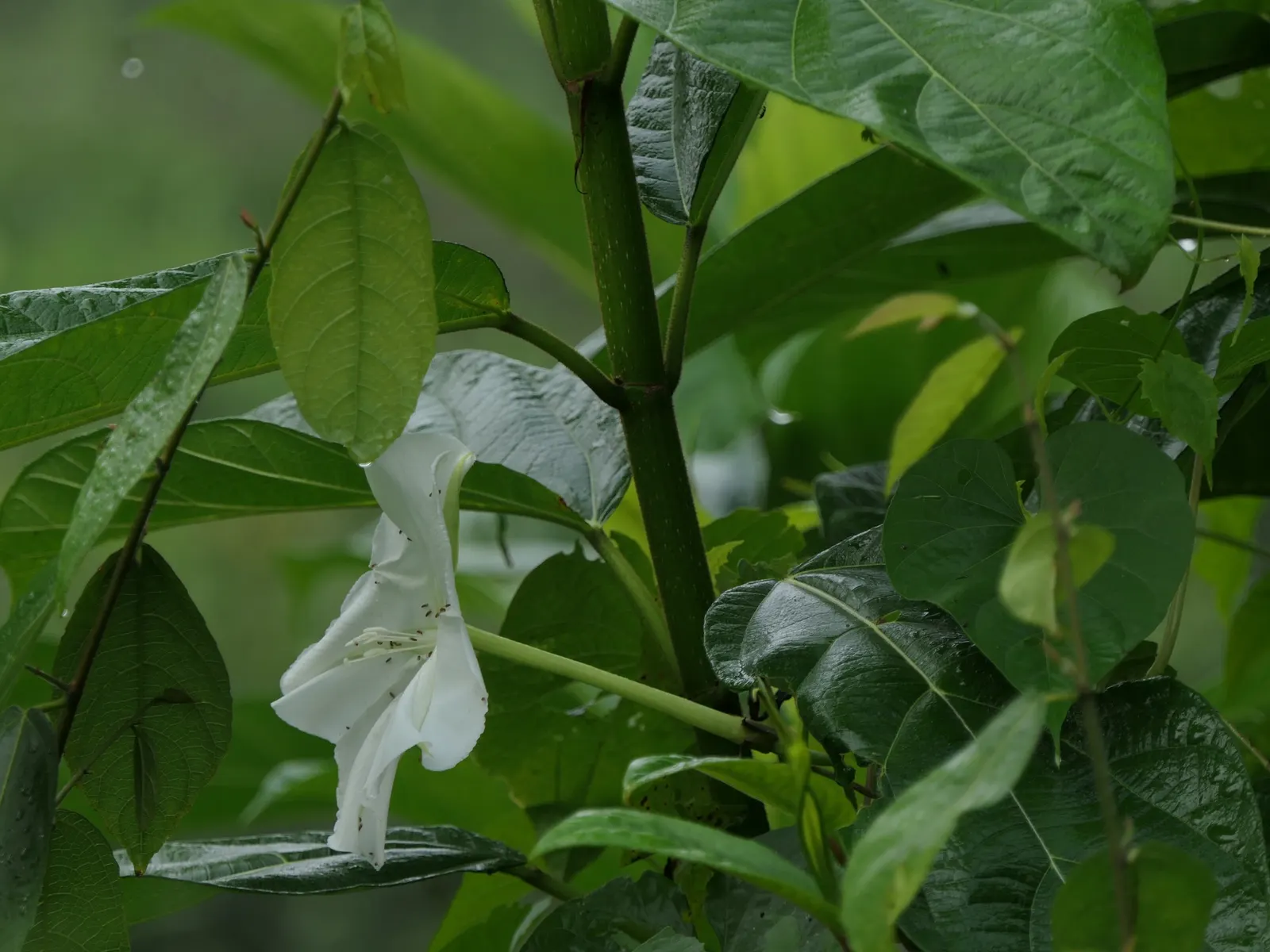 Moonflower (Ipomoea Alba) — While it has a fast growth rate; so caution should be exercised in gardens frequented by pets or children