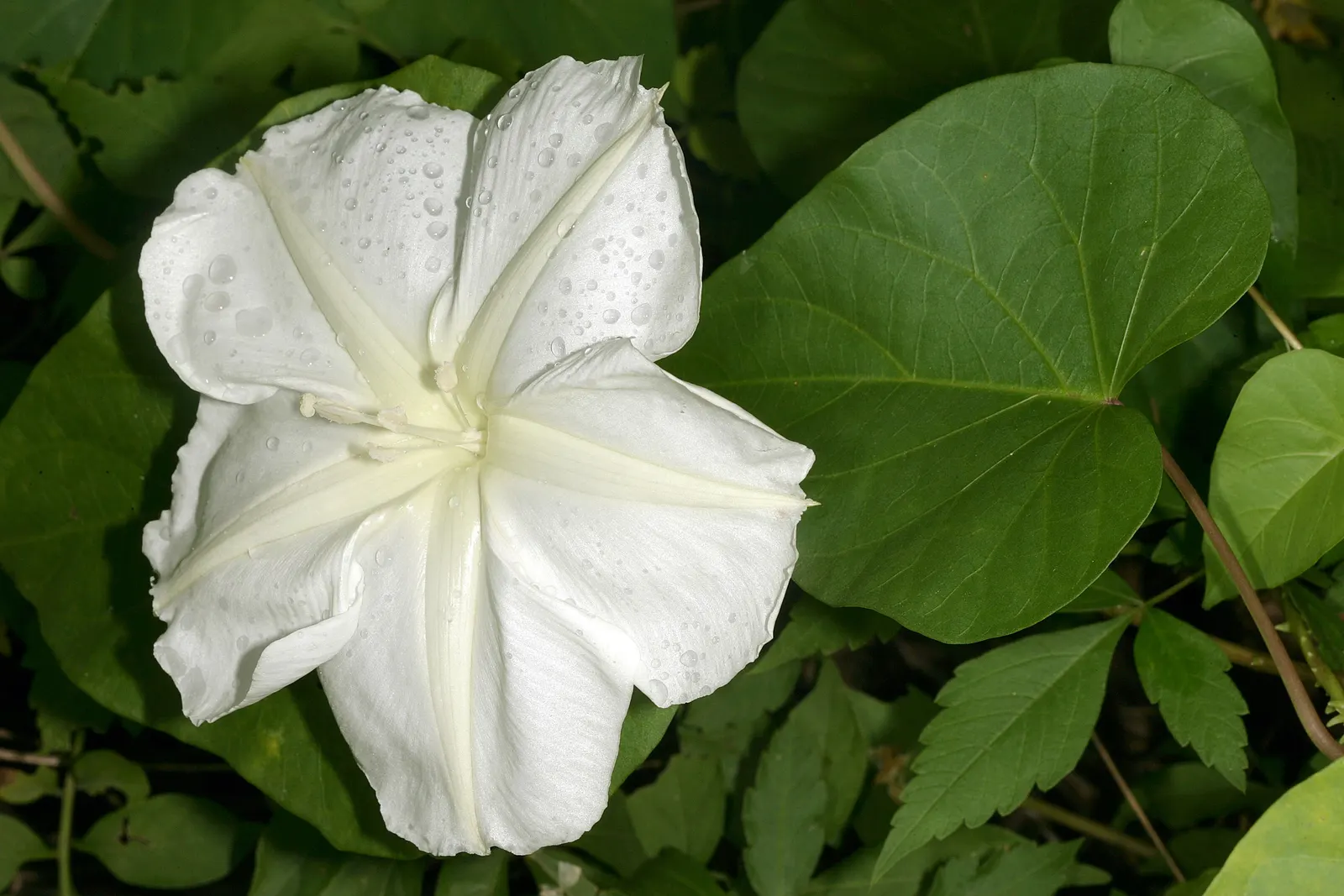 Moonflower (Ipomoea Alba) — pure white flowers that can span 5 to 6 inches across; this nocturnal bloomer unfurls fragrant