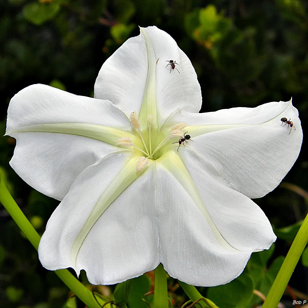 Moonflower (Ipomoea Alba) — and occasionally more with proper support structures; or fences.<br><br>It's important to note that all parts of the Moonflower are