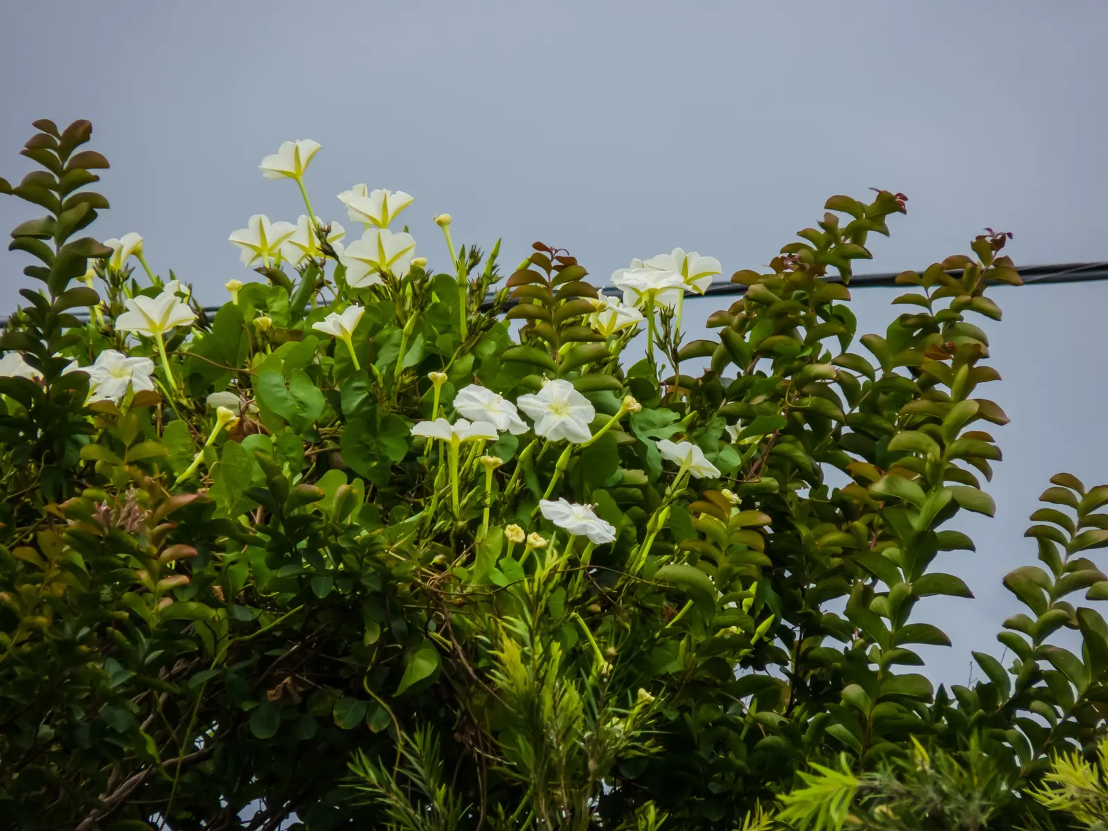Moonflower (Ipomoea Alba) — is a captivating nocturnal bloomer perfect for clients seeking an evening garden spectacle