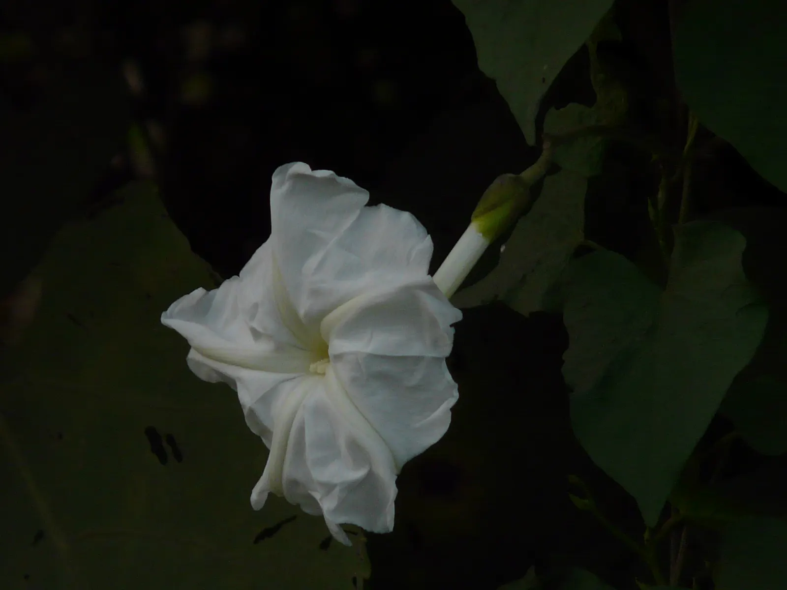 Moonflower (Ipomoea Alba) — Excellent for trellises or fences, Moonflower attracts night pollinators, adding dynamic life to the landscape; this, image 54
