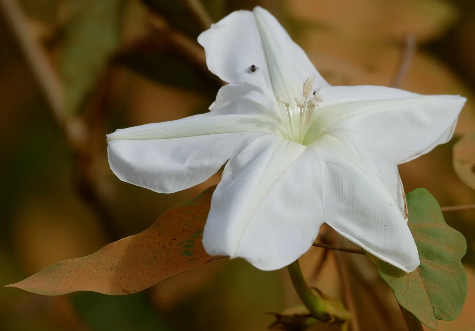 Moonflower (Ipomoea Alba) — To maintain a neat appearance and encourage more blooms, deadhead spent flowers regularly; vine for full