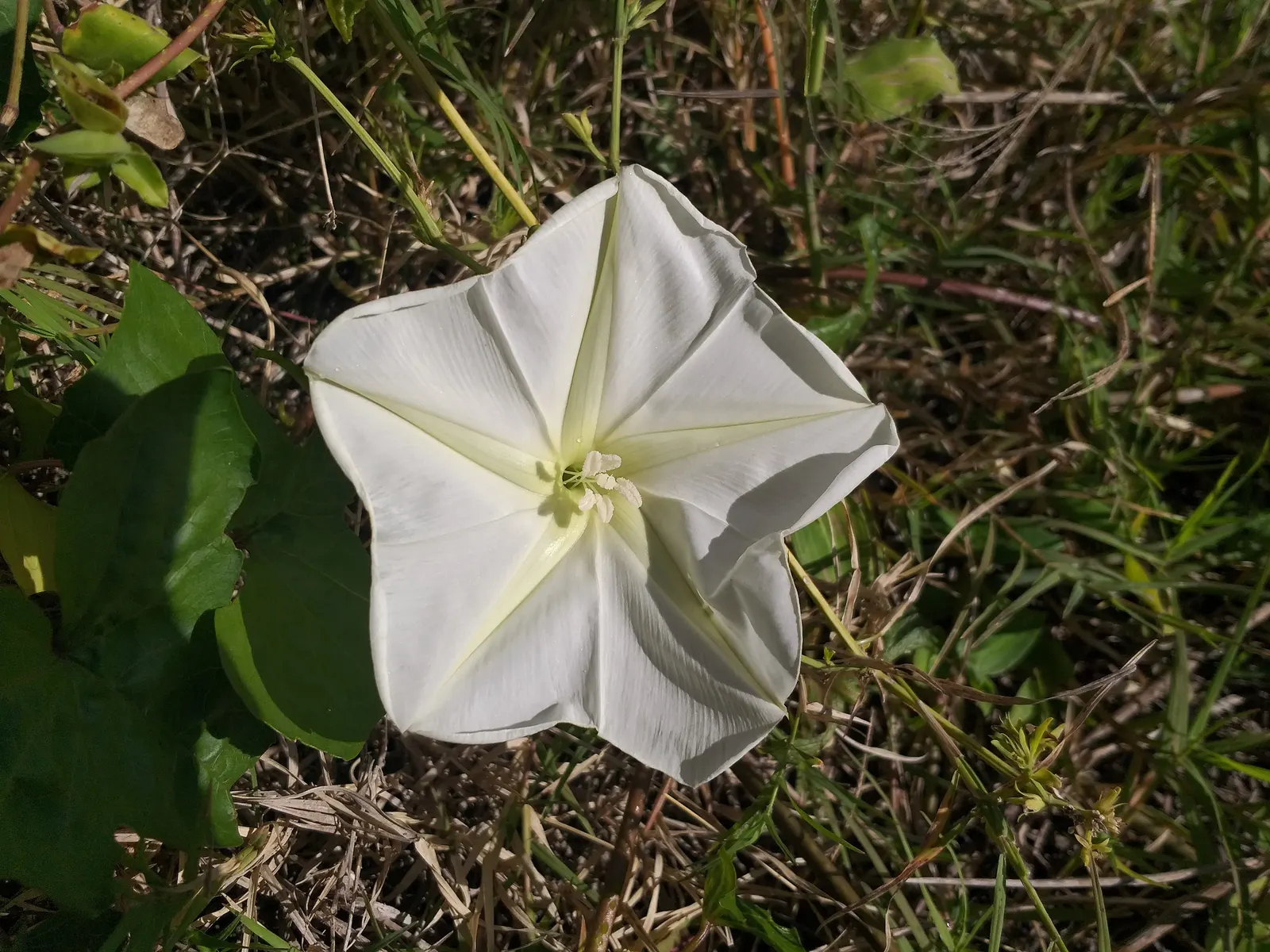 Moonflower (Ipomoea Alba) — This vigorous twining vine can reach heights of 10 to 15 feet; in addition to their visual allure