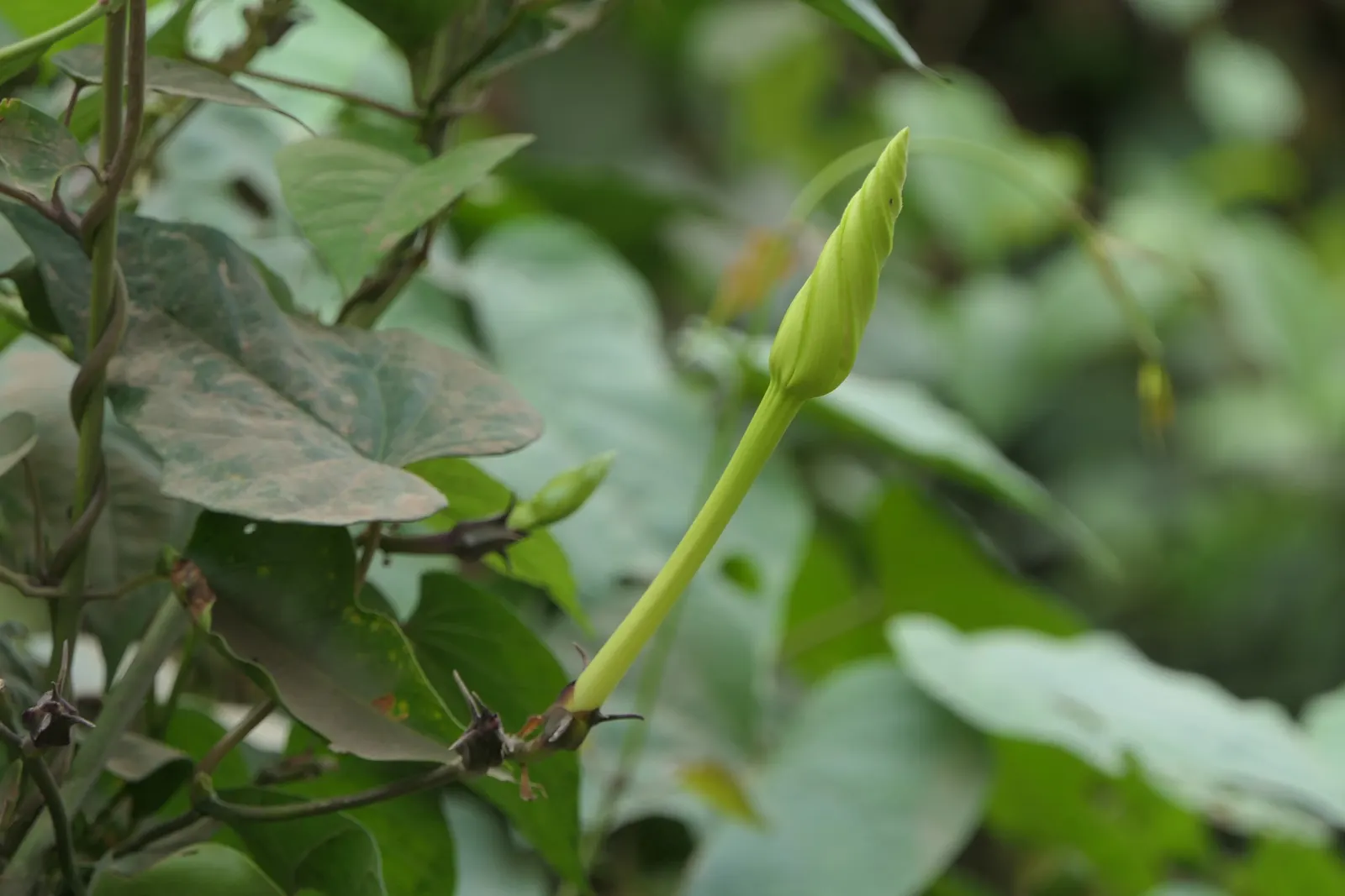 Moonflower (Ipomoea Alba) — This nocturnal bloomer unfurls fragrant; pure white flowers that can span 5 to 6 inches across