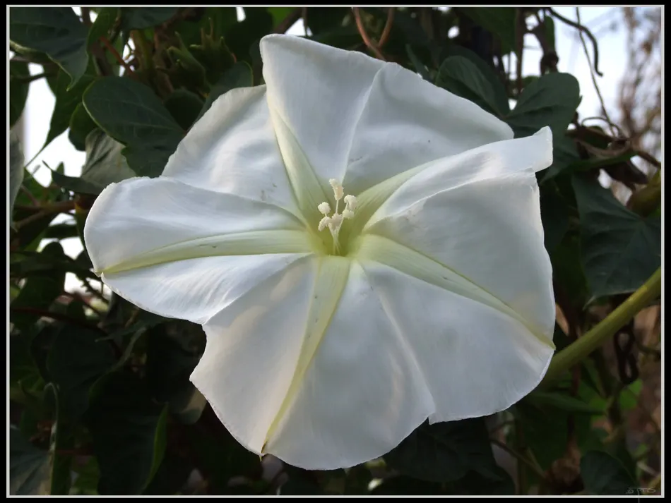Moonflower (Ipomoea Alba) — While it has a fast growth rate; so caution should be exercised in gardens frequented by pets or children, image 65