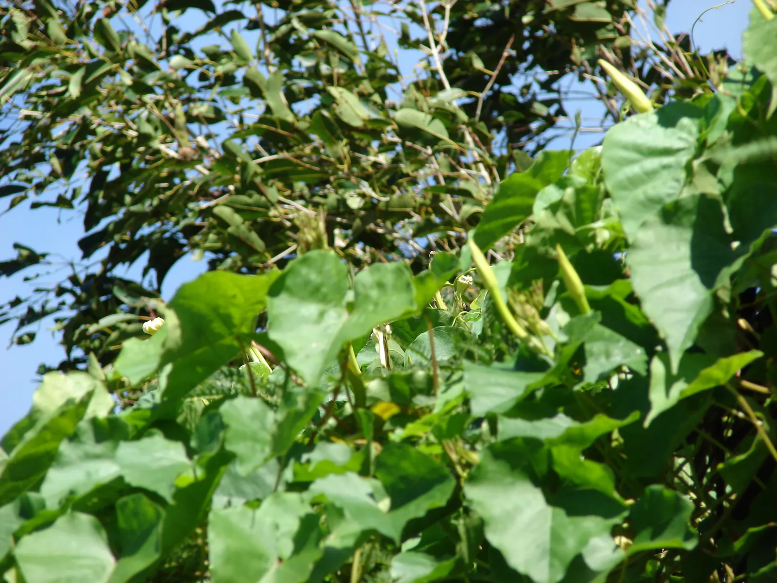 Moonflower (Ipomoea Alba) — white blossoms up to 6 inches in diameter at dusk; it's easily managed with pruning and provides instant charm as it, image 75