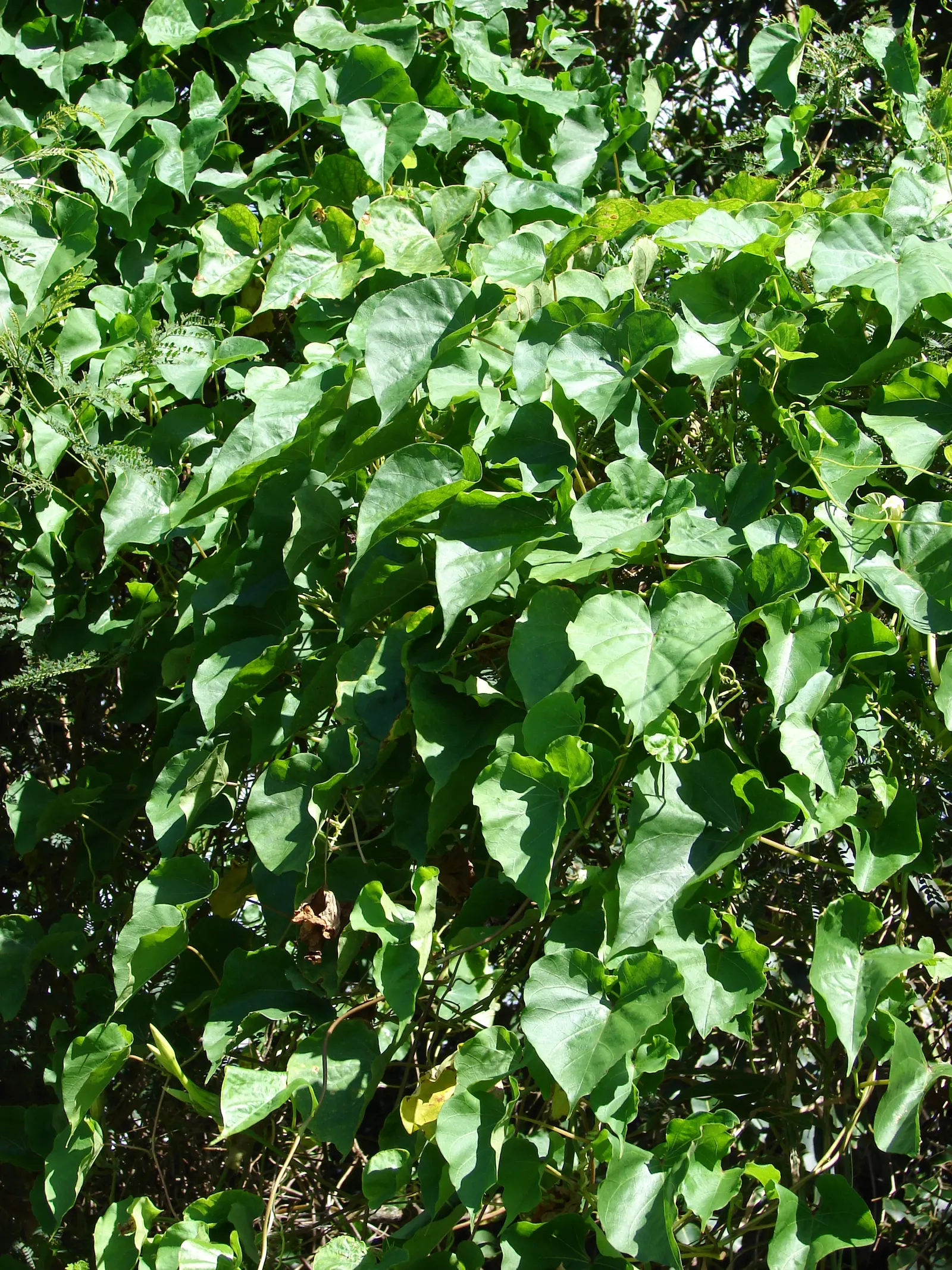 Moonflower (Ipomoea Alba) — Preferring well-drained soil, it thrives in USDA zones 10-12, with full sun to partial shade; is a captivating, image 77