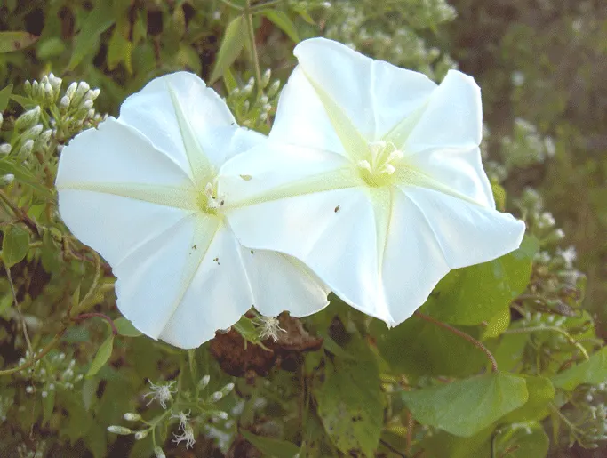 Moonflower (Ipomoea Alba) — or fences.<br><br>It's important to note that all parts of the Moonflower are toxic if ingested; and occasionally more, image 67