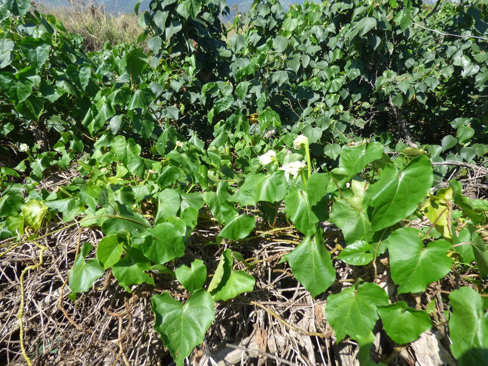 Moonflower (Ipomoea Alba) — and occasionally more with proper support structures; or fences.<br><br>It's important to note that all parts of the, image 58
