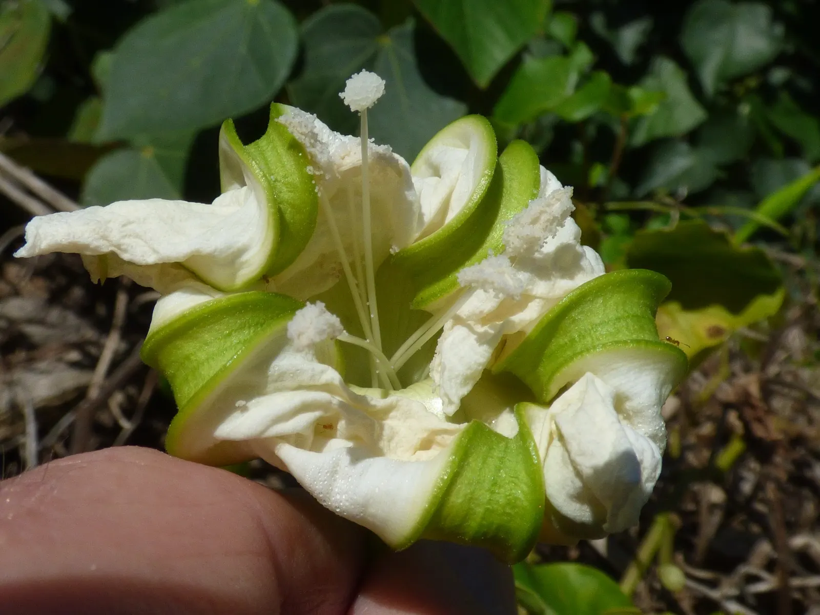 Moonflower (Ipomoea Alba) — white blossoms up to 6 inches in diameter at dusk