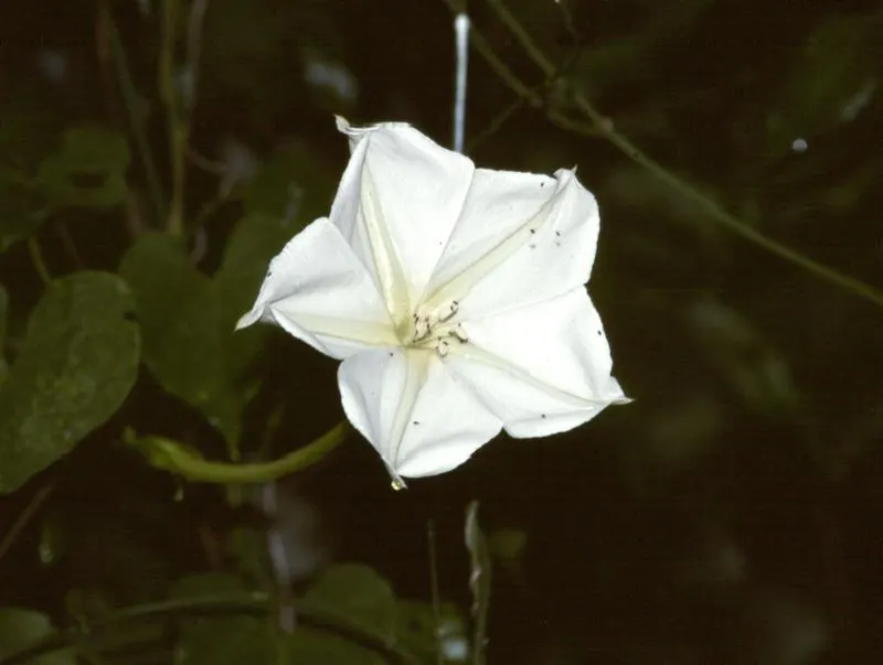 Moonflower (Ipomoea Alba) — pure white flowers that can span 5 to 6 inches across; this nocturnal bloomer unfurls fragrant, image 83