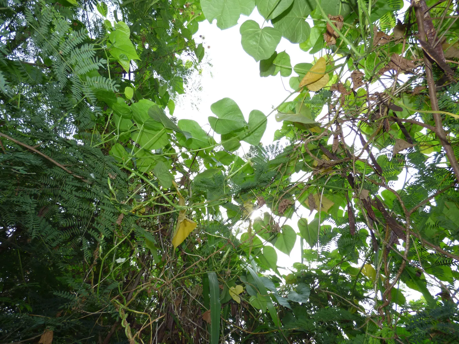 Moonflower (Ipomoea Alba) — sweet fragrance that intensifies at night; vine with white blooms, image 62