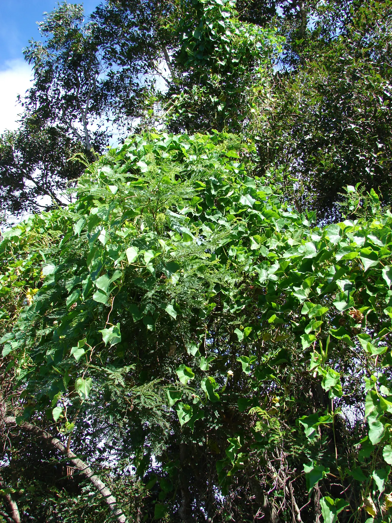 Moonflower (Ipomoea Alba) — lending a mystical ambiance to evening gardens; ipomoea alba, known as Moonflower, is a fast-growing vine reaching, image 76