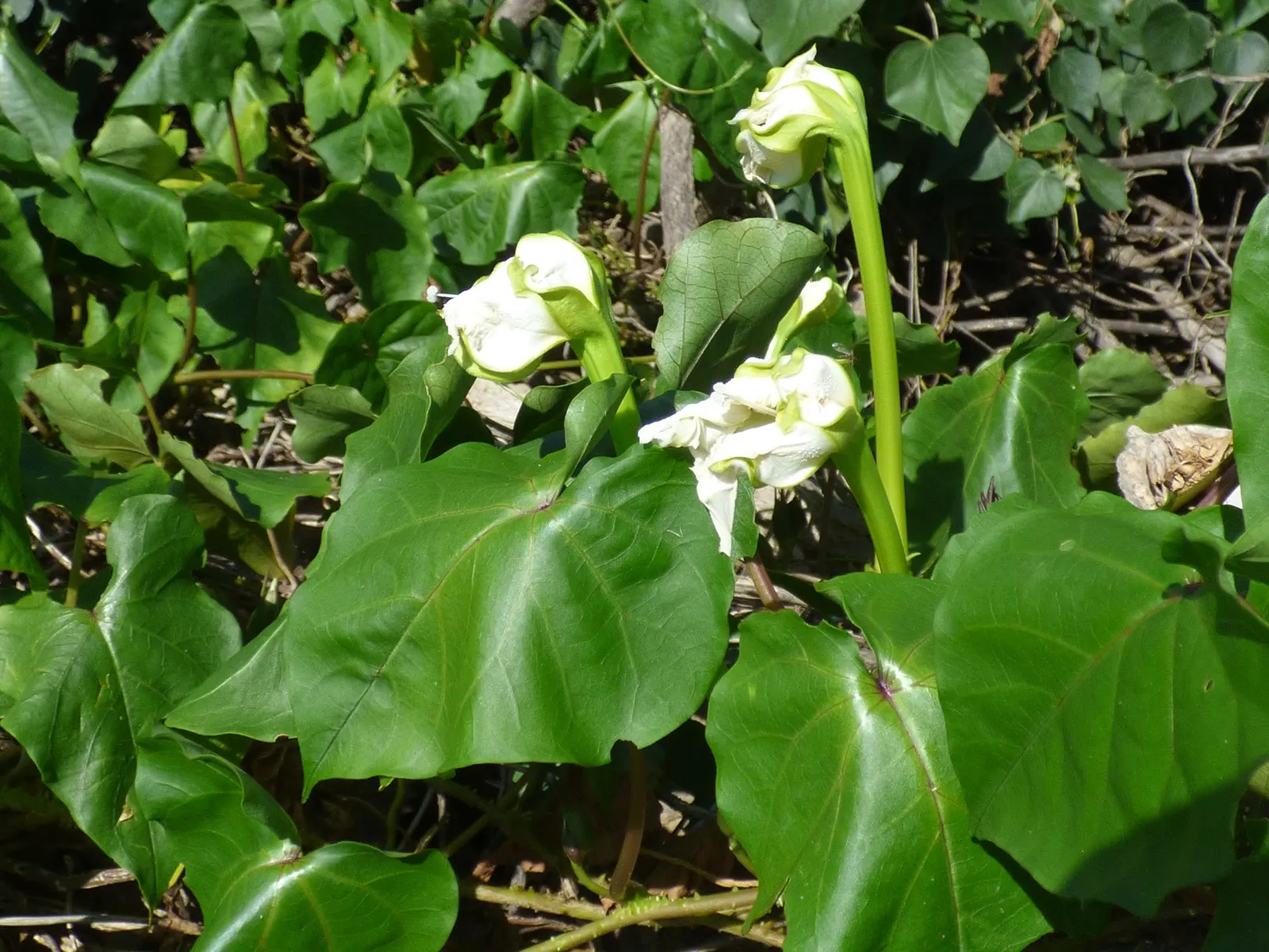 Moonflower (Ipomoea Alba) — these trumpet-shaped blossoms emit a subtle; the Moonflower requires well-draining soil with moderate moisture, image 61
