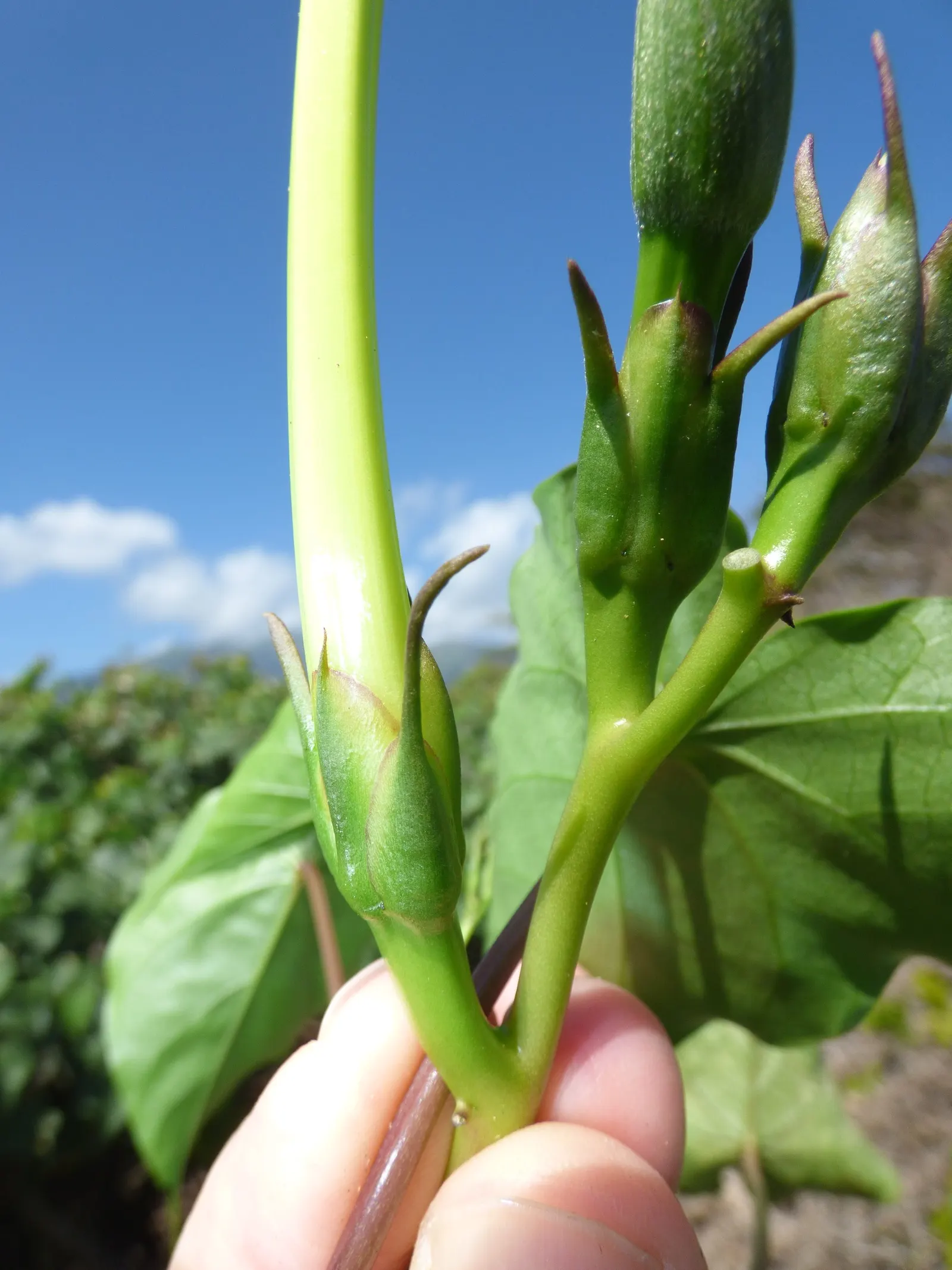 Moonflower (Ipomoea Alba) — so caution should be exercised in gardens frequented by pets or children; while it has a fast growth rate, image 68