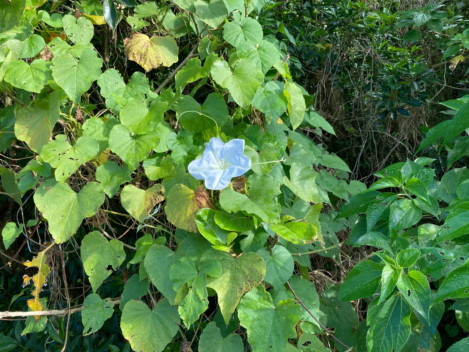Moonflower (Ipomoea Alba) — and occasionally more with proper support structures; or fences.<br><br>It's important to note that all parts of the, image 82