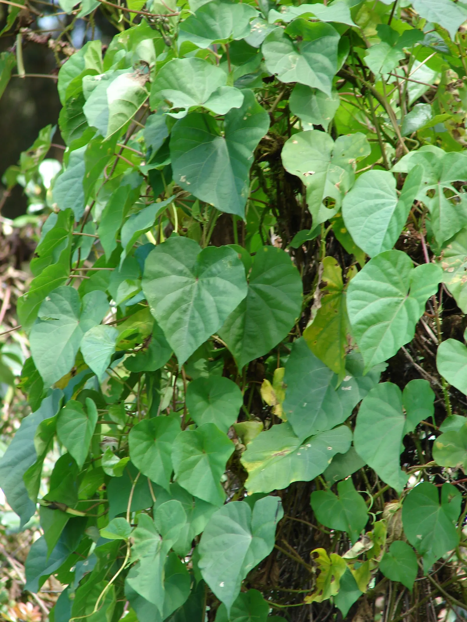 Moonflower (Ipomoea Alba) — vine with white blooms; sweet fragrance that intensifies at night, image 71