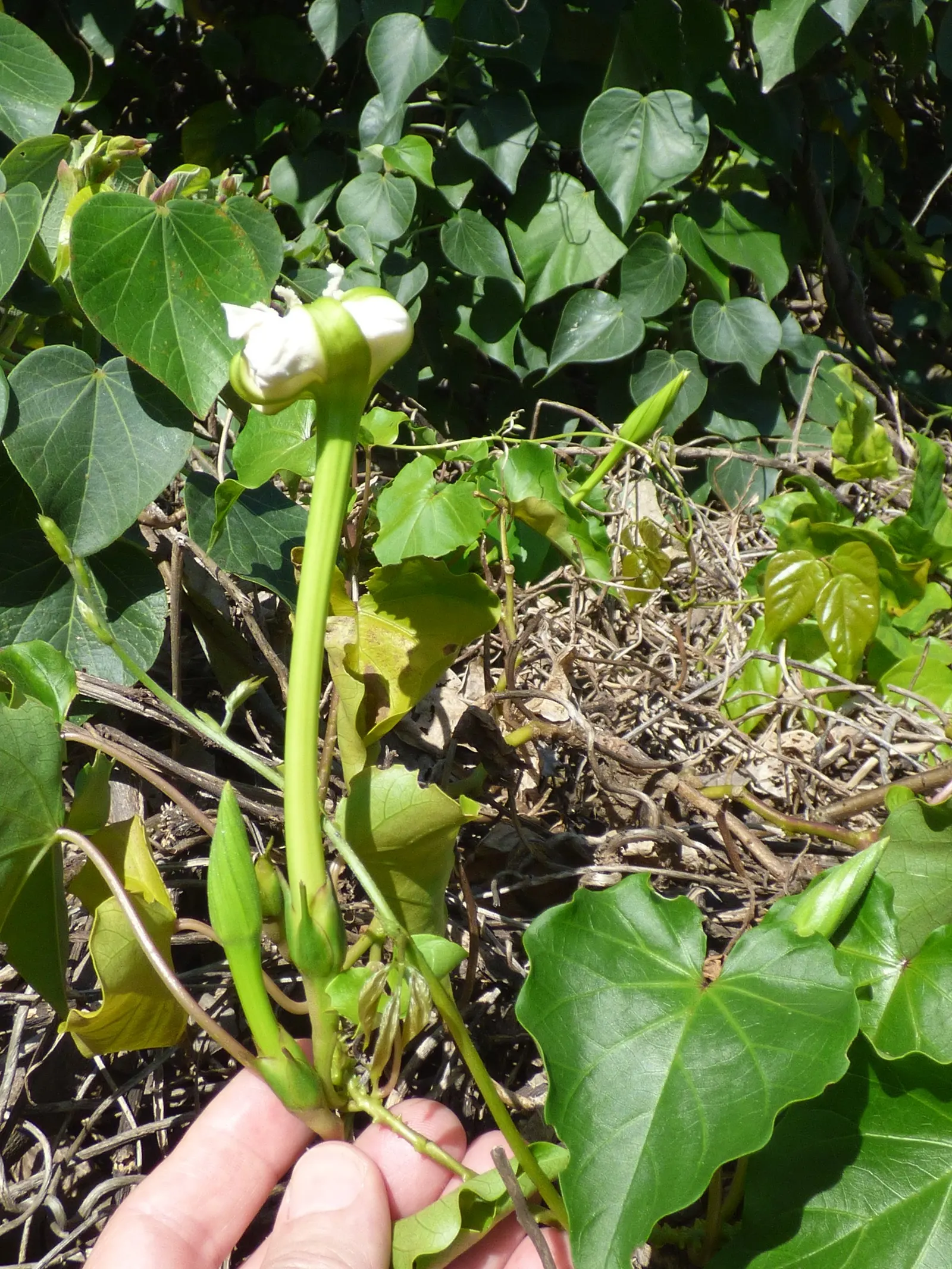 Moonflower (Ipomoea Alba) — This vigorous twining vine can reach heights of 10 to 15 feet