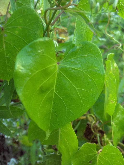 Moonflower (Ipomoea Alba) — To maintain a neat appearance and encourage more blooms, deadhead spent flowers regularly; vine for full, image 69